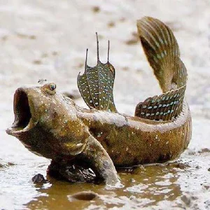 Discover the Unique Walking Fish of Thanh Hoa: A Rare and Delicious Vietnamese Delicacy - image 2