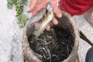 Discover the Unique Walking Fish of Thanh Hoa: A Rare and Delicious Vietnamese Delicacy - image 8