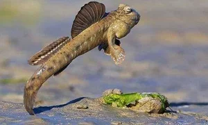 Discover the Unique Walking Fish of Thanh Hoa: A Rare and Delicious Vietnamese Delicacy - image 7