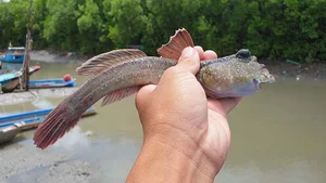 Discover the Unique Walking Fish of Thanh Hoa: A Rare and Delicious Vietnamese Delicacy - image 9