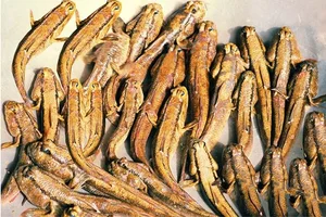 Discover the Unique Walking Fish of Thanh Hoa: A Rare and Delicious Vietnamese Delicacy - image 4