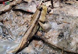 Discover the Unique Walking Fish of Thanh Hoa: A Rare and Delicious Vietnamese Delicacy - image 5
