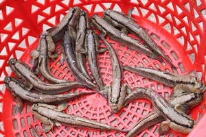 Discover the Unique Walking Fish of Thanh Hoa: A Rare and Delicious Vietnamese Delicacy - image 3