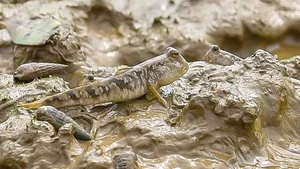 Discover the Unique Walking Fish of Thanh Hoa: A Rare and Delicious Vietnamese Delicacy - image 0