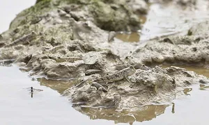 Discover the Unique Walking Fish of Thanh Hoa: A Rare and Delicious Vietnamese Delicacy - image 10