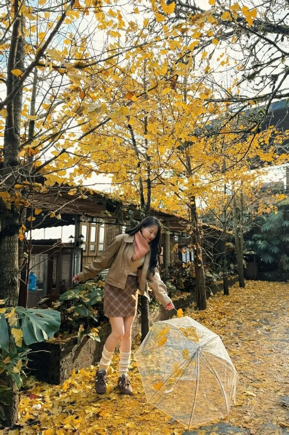 Sa Pa's Golden Ginkgo Season: A Romantic Mountain Escape for End-of-Year Check-ins