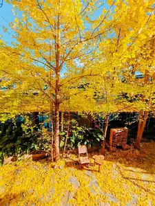 Sa Pa's Golden Ginkgo Season: A Romantic Mountain Escape for End-of-Year Check-ins - image 3