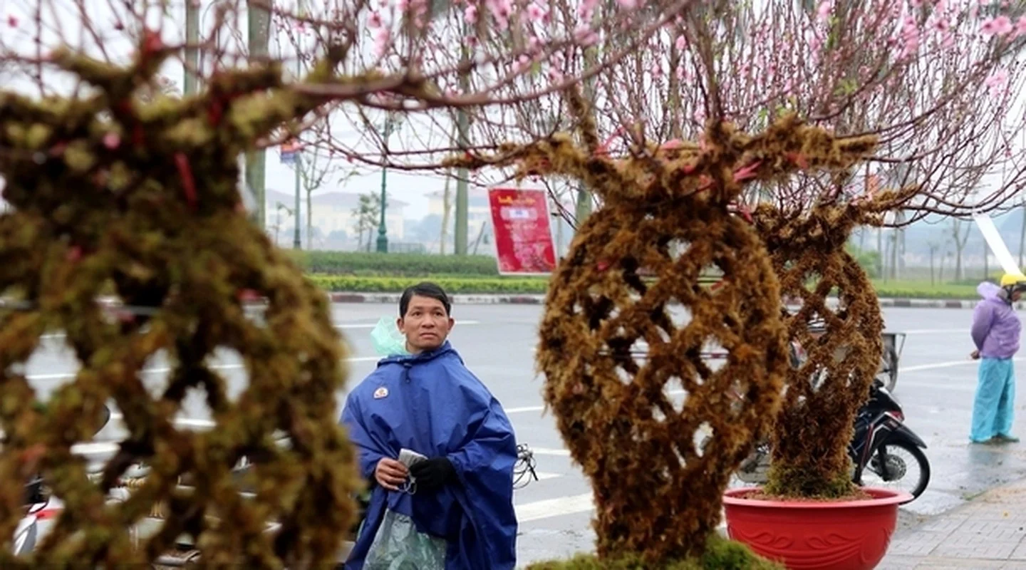 Những loại cây cảnh độc lạ gây sốt thị trường Tết Giáp Thìn 2024