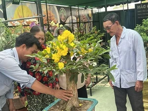 Những loại cây cảnh độc lạ gây sốt thị trường Tết Giáp Thìn 2024 - image 12