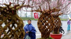 Những loại cây cảnh độc lạ gây sốt thị trường Tết Giáp Thìn 2024 - image 0