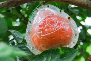Những loại cây cảnh độc lạ gây sốt thị trường Tết Giáp Thìn 2024 - image 10