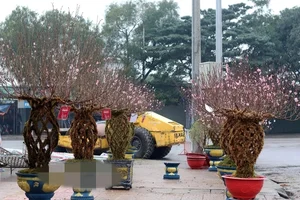 Những loại cây cảnh độc lạ gây sốt thị trường Tết Giáp Thìn 2024 - image 4