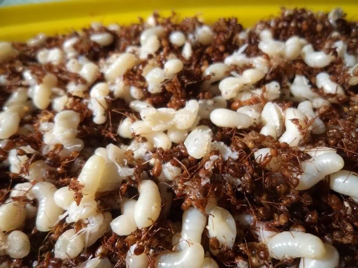 Culinary Adventure in Kon Tum: Tasting the Unique Yellow Ant Fish Salad