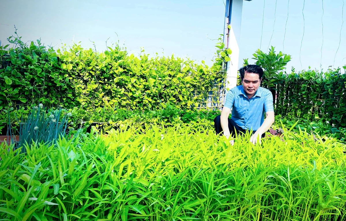 Transforming Rooftops into Lush Oasis Forests for Summer Cooling