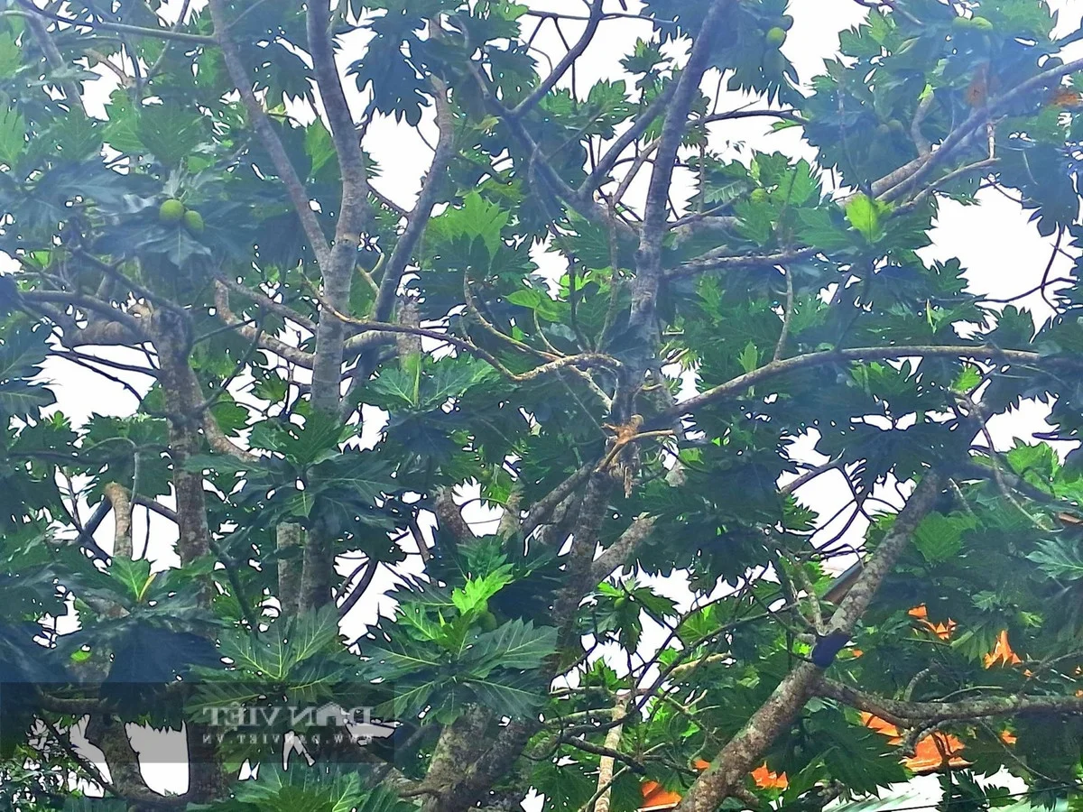 Grow This Giant-Leafed Houseplant for 70 Years of Family Prosperity