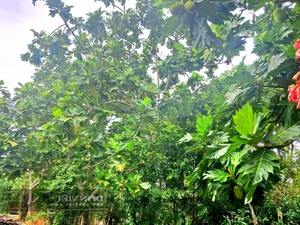 Grow This Giant-Leafed Houseplant for 70 Years of Family Prosperity - image 5