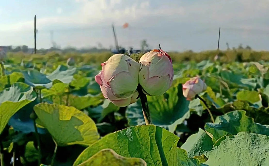 Trending News June 5: Rare Lotus at Uncle Ho's Hometown and Living Room Controversy