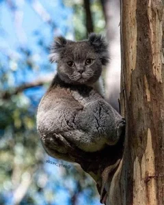 Hilarious Photoshop Trend Imagines Every Animal with a Cat Face - image 11
