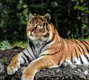 Hilarious Photoshop Trend Imagines Every Animal with a Cat Face - image 10