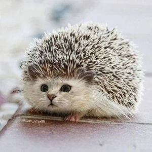 Hilarious Photoshop Trend Imagines Every Animal with a Cat Face - image 4