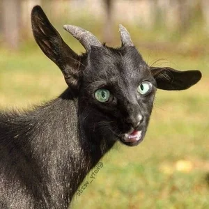 Hilarious Photoshop Trend Imagines Every Animal with a Cat Face - image 9