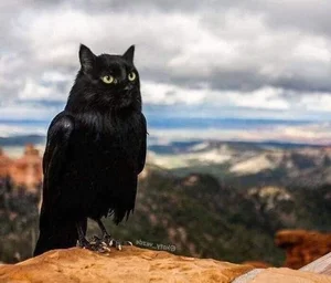 Hilarious Photoshop Trend Imagines Every Animal with a Cat Face - image 5