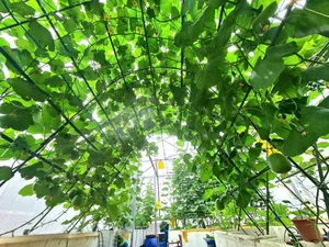 Transforming a Rooftop into a Lush, Green Vegetable Oasis - image 3