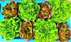 Transforming a Rooftop into a Lush, Green Vegetable Oasis - image 10