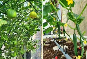 Transforming a Rooftop into a Lush, Green Vegetable Oasis - image 8