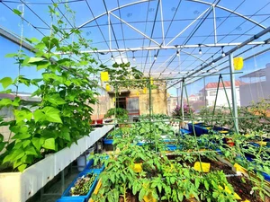 Transforming a Rooftop into a Lush, Green Vegetable Oasis - image 0