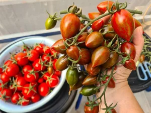 Transforming a Rooftop into a Lush, Green Vegetable Oasis - image 7
