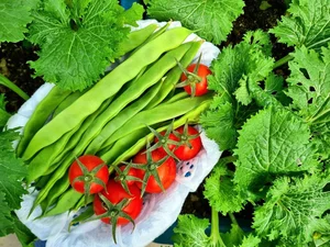 Transforming a Rooftop into a Lush, Green Vegetable Oasis - image 6
