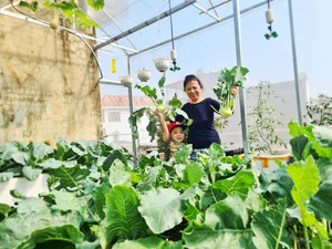 Transforming a Rooftop into a Lush, Green Vegetable Oasis - image 5