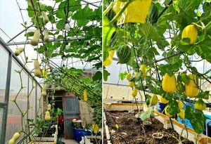 Transforming a Rooftop into a Lush, Green Vegetable Oasis - image 9
