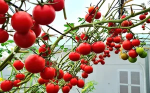 Transforming a Rooftop into a Lush, Green Vegetable Oasis - image 1