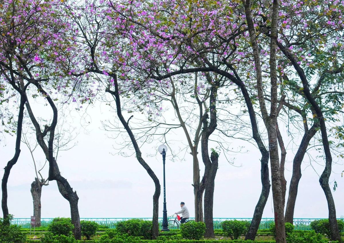 Discover the Enchanting Beauty of Hanoi in March: A Season of Blossoming Flowers and Spring Nostalgia