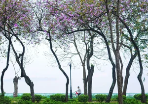 Discover the Enchanting Beauty of Hanoi in March: A Season of Blossoming Flowers and Spring Nostalgia - image 0