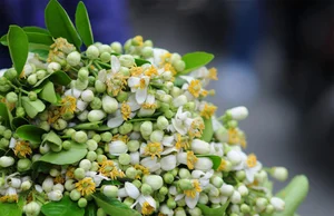 Discover the Enchanting Beauty of Hanoi in March: A Season of Blossoming Flowers and Spring Nostalgia - image 6