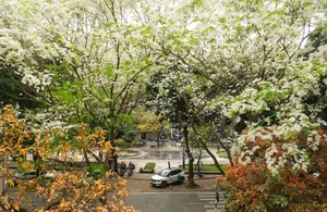 Discover the Enchanting Beauty of Hanoi in March: A Season of Blossoming Flowers and Spring Nostalgia - image 3