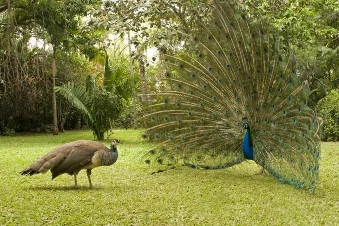 Fascinating Peacock Facts: Why Only Males Are True Peacocks