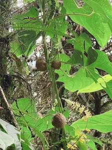 Experience the Serenity of Japanese Forest Bathing in the Mountains of Sa Pa - image 0