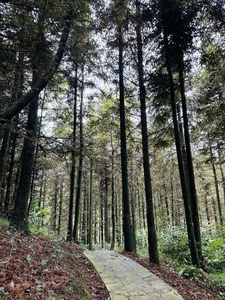Experience the Serenity of Japanese Forest Bathing in the Mountains of Sa Pa - image 5