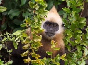 Rare Sighting: White-Headed Langur and Infant Spotted on Cat Ba Island - image 5