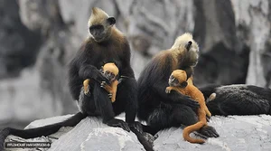 Rare Sighting: White-Headed Langur and Infant Spotted on Cat Ba Island - image 3