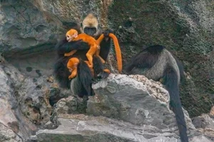 Rare Sighting: White-Headed Langur and Infant Spotted on Cat Ba Island - image 1