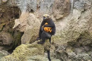 Rare Sighting: White-Headed Langur and Infant Spotted on Cat Ba Island - image 9