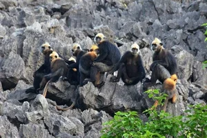 Rare Sighting: White-Headed Langur and Infant Spotted on Cat Ba Island - image 12