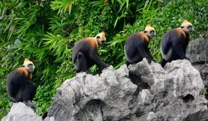 Rare Sighting: White-Headed Langur and Infant Spotted on Cat Ba Island - image 2