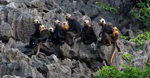Rare Sighting: White-Headed Langur and Infant Spotted on Cat Ba Island - image 7