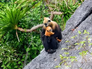 Rare Sighting: White-Headed Langur and Infant Spotted on Cat Ba Island - image 6